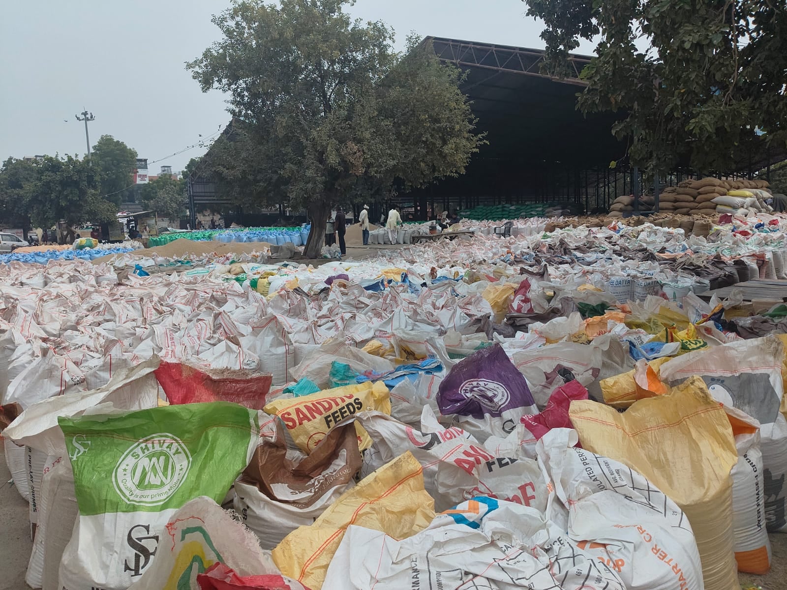 बाजरा बेचने के लिए मंडी में पहुंचे किसान। संवाद बाजरा बेचने के लिए मंडी में पहुंचे किसान। संवाद