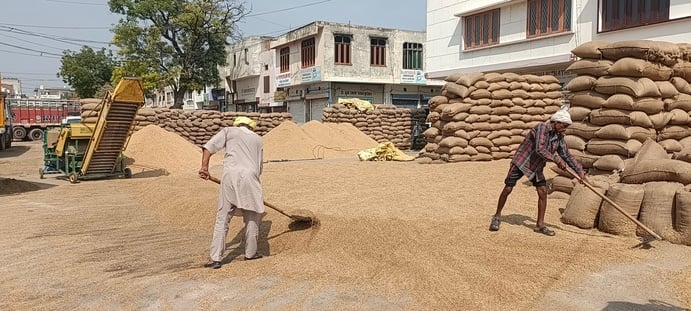 चीका मंडी में धान को सुखाने का प्रयास करते किसान। संवाद चीका मंडी में धान को सुखाने का प्रयास करते किसान। संवाद
