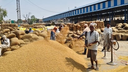 कैथल की नई मंडी में धान की सफाई करते श्रमिक। संवाद
