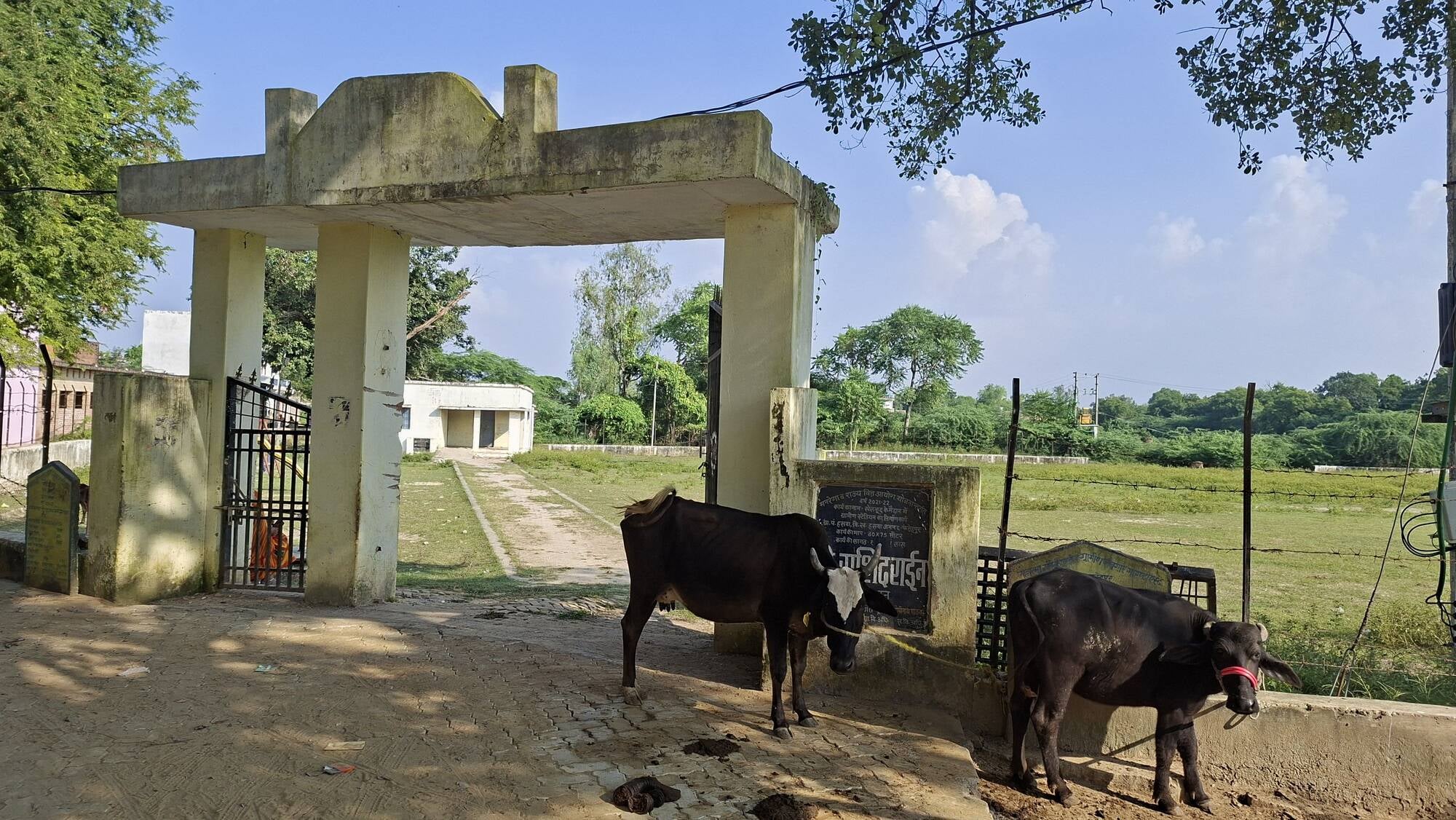 फोटो-16- हसवा में बने खेल मैदान के बाहर बंधे मवेशी। संवाद फोटो-16- हसवा में बने खेल मैदान के बाहर बंधे मवेशी। संवाद