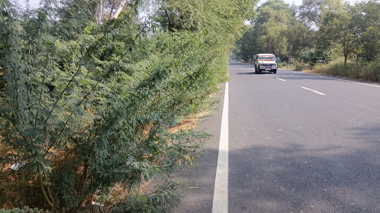 गांव ढिंगसरा से मेहूवाला रोड के किनारे उगी झाड़ियों से तंग हुआ रास्ता। संवाद गांव ढिंगसरा से मेहूवाला रोड के किनारे उगी झाड़ियों से तंग हुआ रास्ता। संवाद