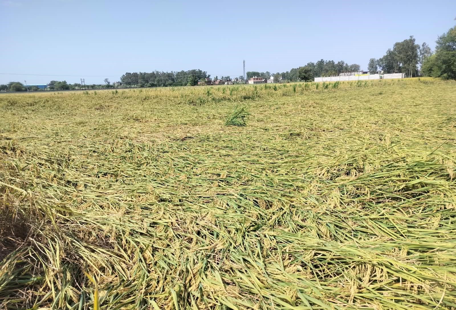 अंबाला सिटी की अनाज मंडी में भीगता धान। संवाद अंबाला सिटी की अनाज मंडी में भीगता धान। संवाद
