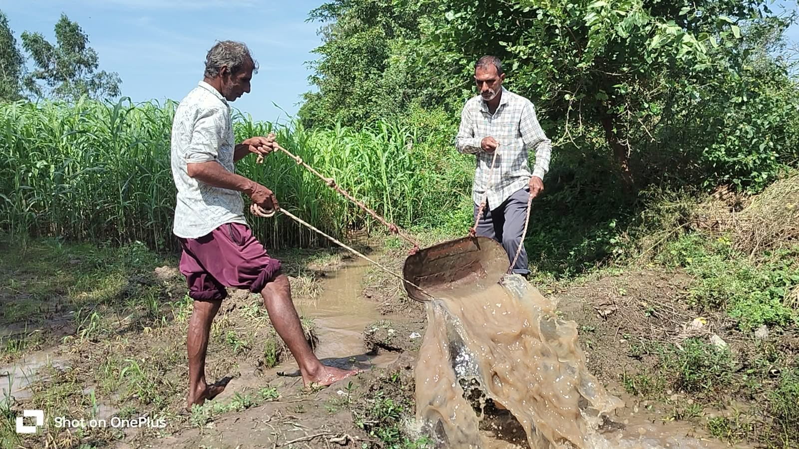 अंबाला सिटी की अनाज मंडी में भीगता धान। संवाद अंबाला सिटी की अनाज मंडी में भीगता धान। संवाद