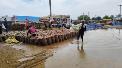 अनाज मंडी चीका में धान को सुखाने में लगे मजदूर। संवाद