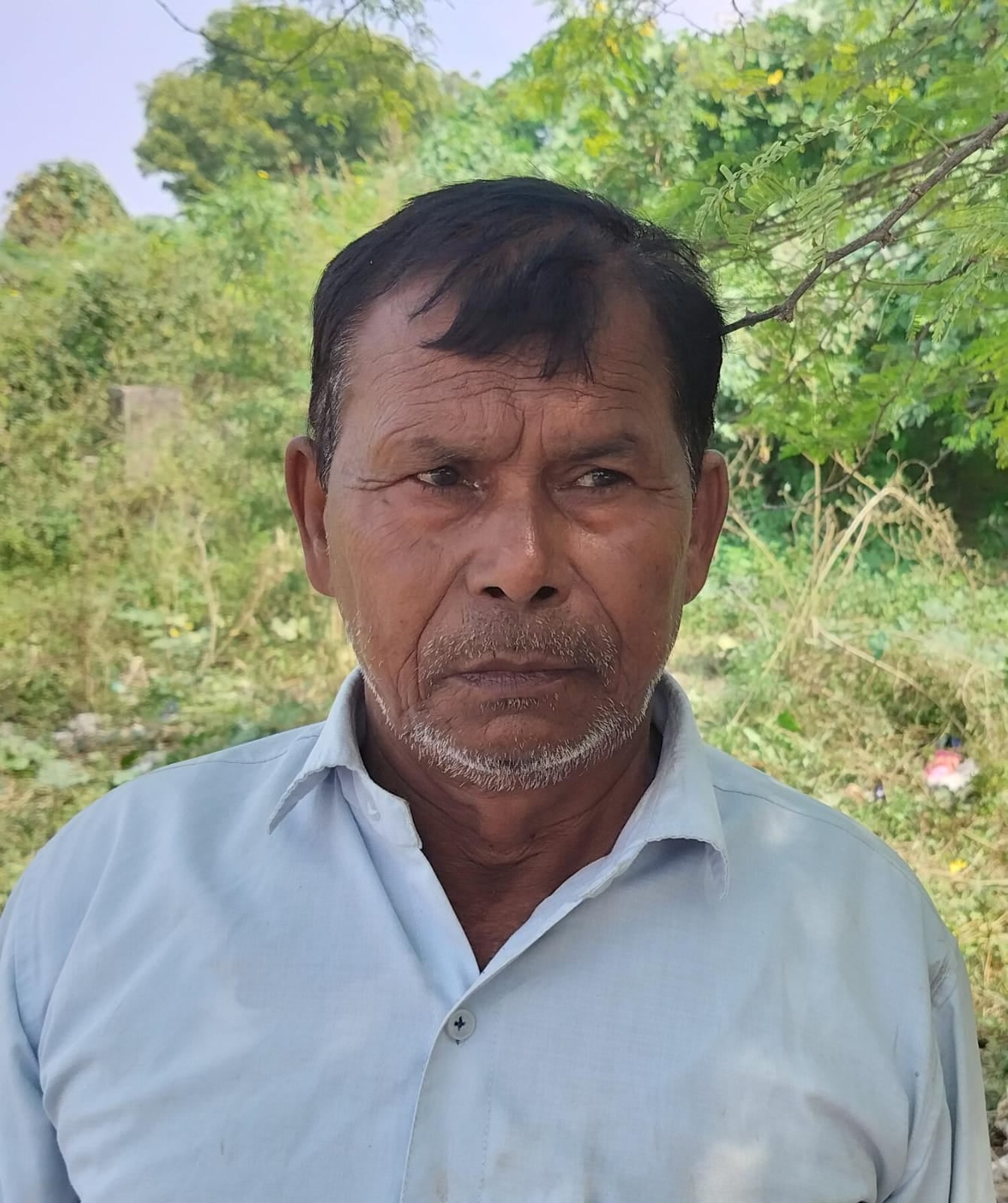 चिटकापुर निवासी मंगली के खेत में गिरी पड़ी बाजरे की फसल। संवाद चिटकापुर निवासी मंगली के खेत में गिरी पड़ी बाजरे की फसल। संवाद