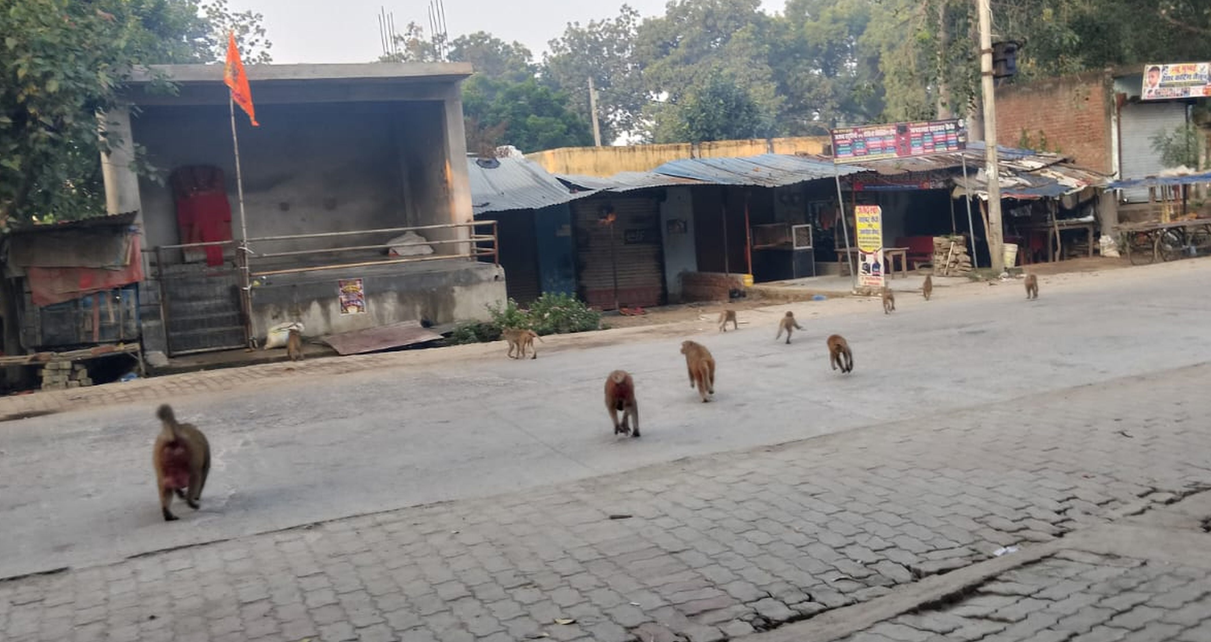 फोटो-02-धाता क्षेत्र के सड़कों पर दौडते बंदर। संवाद