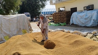 कैथल की नई मंडी में फसल सुखाता किसान। संवाद कैथल की नई मंडी में फसल सुखाता किसान। संवाद