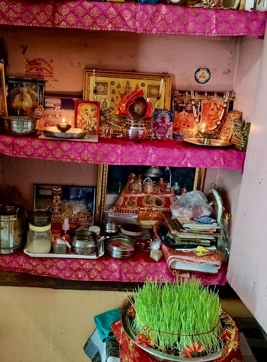 नवरात्रों में प्रज्वलित अखंड ज्योत व नवरात्रों में बोए गए जौ के बीज। संवाद