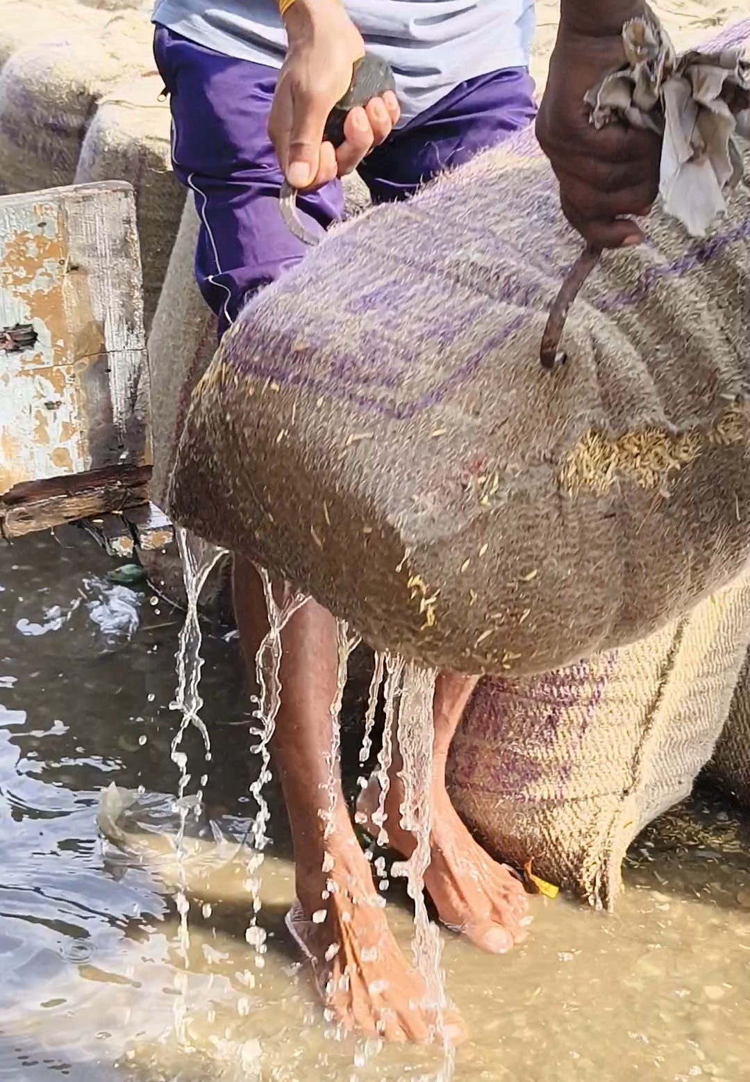 पानीपत अनाज मंडी में पानी में पड़ी एजेंसी की खरीदी धान की बोरी। संवाद पानीपत अनाज मंडी में पानी में पड़ी एजेंसी की खरीदी धान की बोरी। संवाद