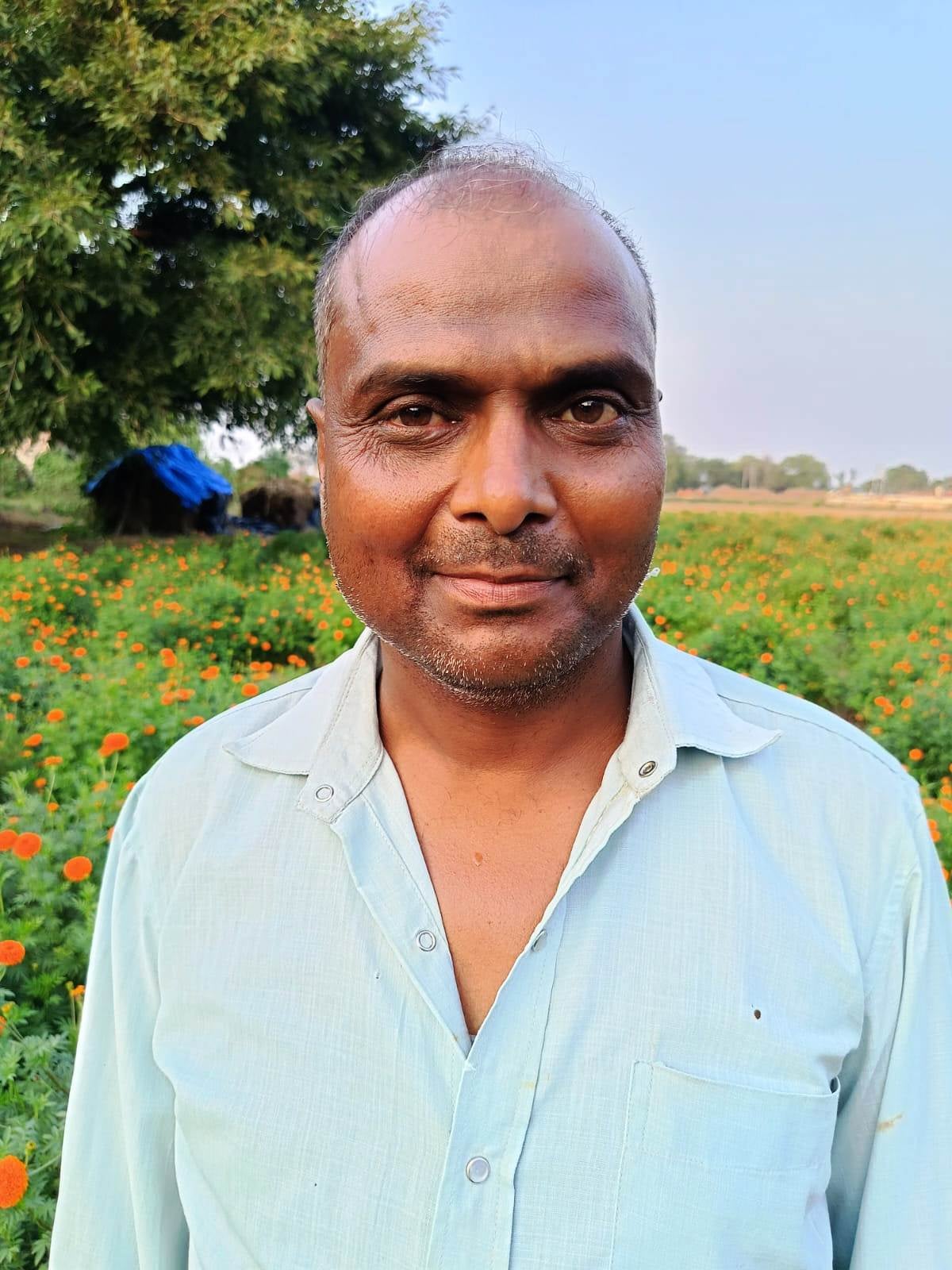 फोटो 14- मोहनपुरा क्षेत्र के गांव खुर्रमपुर में गेंदा की खेती। संवाद फोटो 14- मोहनपुरा क्षेत्र के गांव खुर्रमपुर में गेंदा की खेती। संवाद