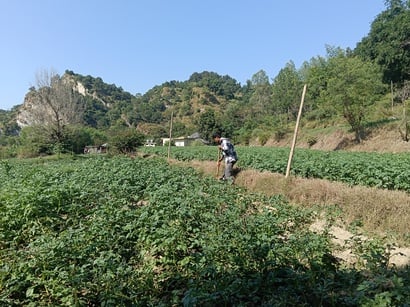 किसान मोहन सिंह निवासी बैरियां। संवाद
