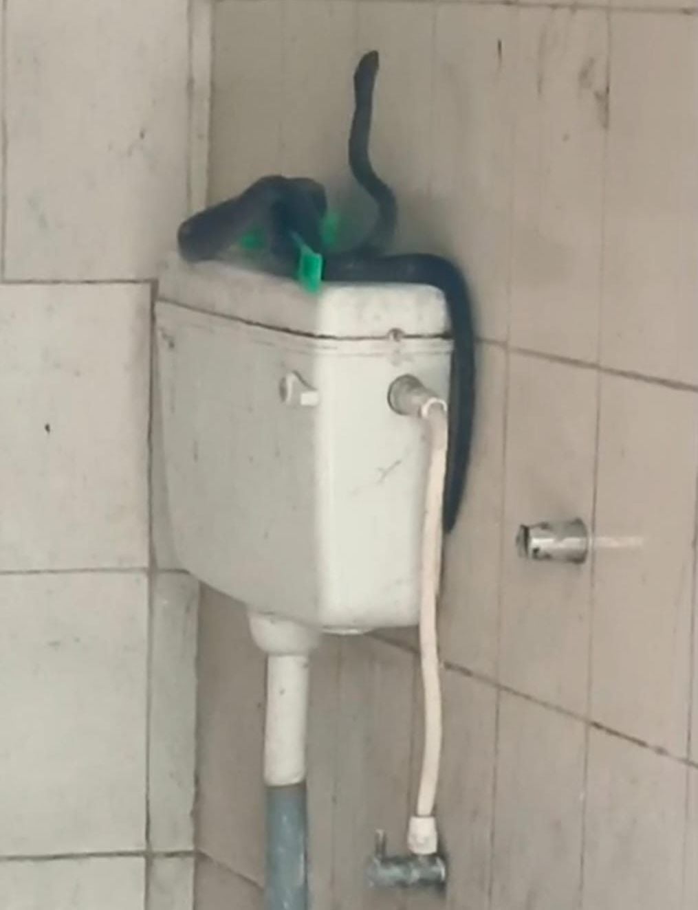 रेलवे वाशिंग लाइन के शौचालय में निकला कोबरा।