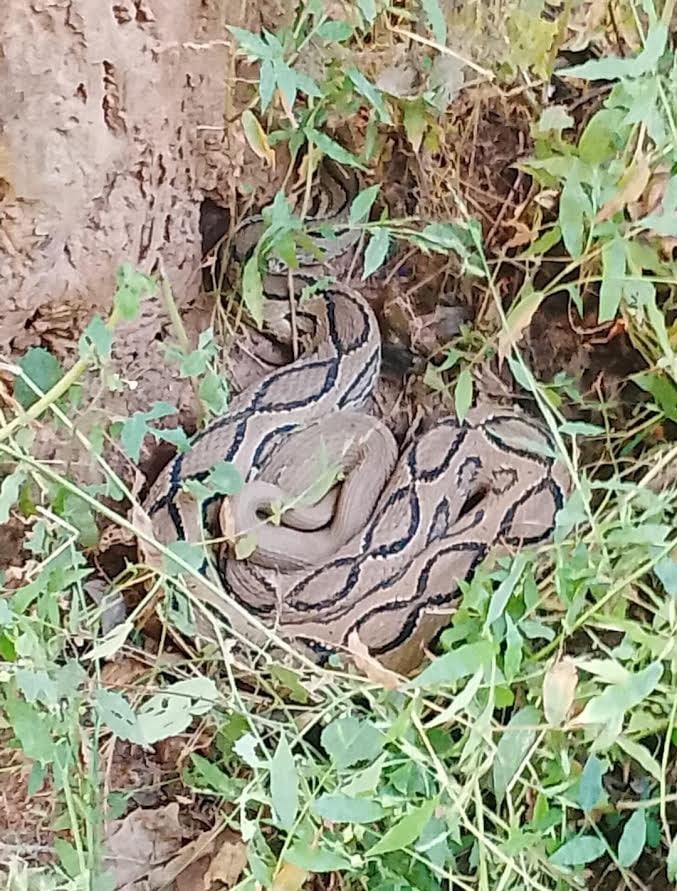 सर्प दंश से मृत सफीना (फाइल फोटो)। परिजन