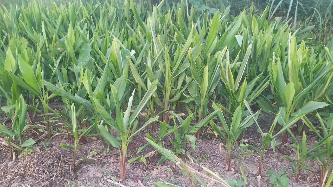 बड़सर में उगाई गई काली हल्दी। संवाद। बड़सर में उगाई गई काली हल्दी। संवाद।