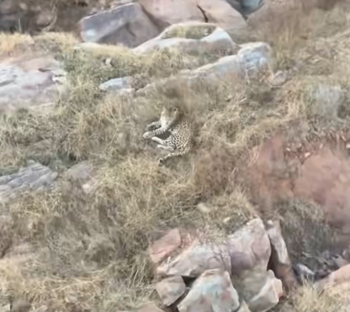पहाड़ी पर बैठा तेंदुआ। स्तोत सोशल मीडिया
