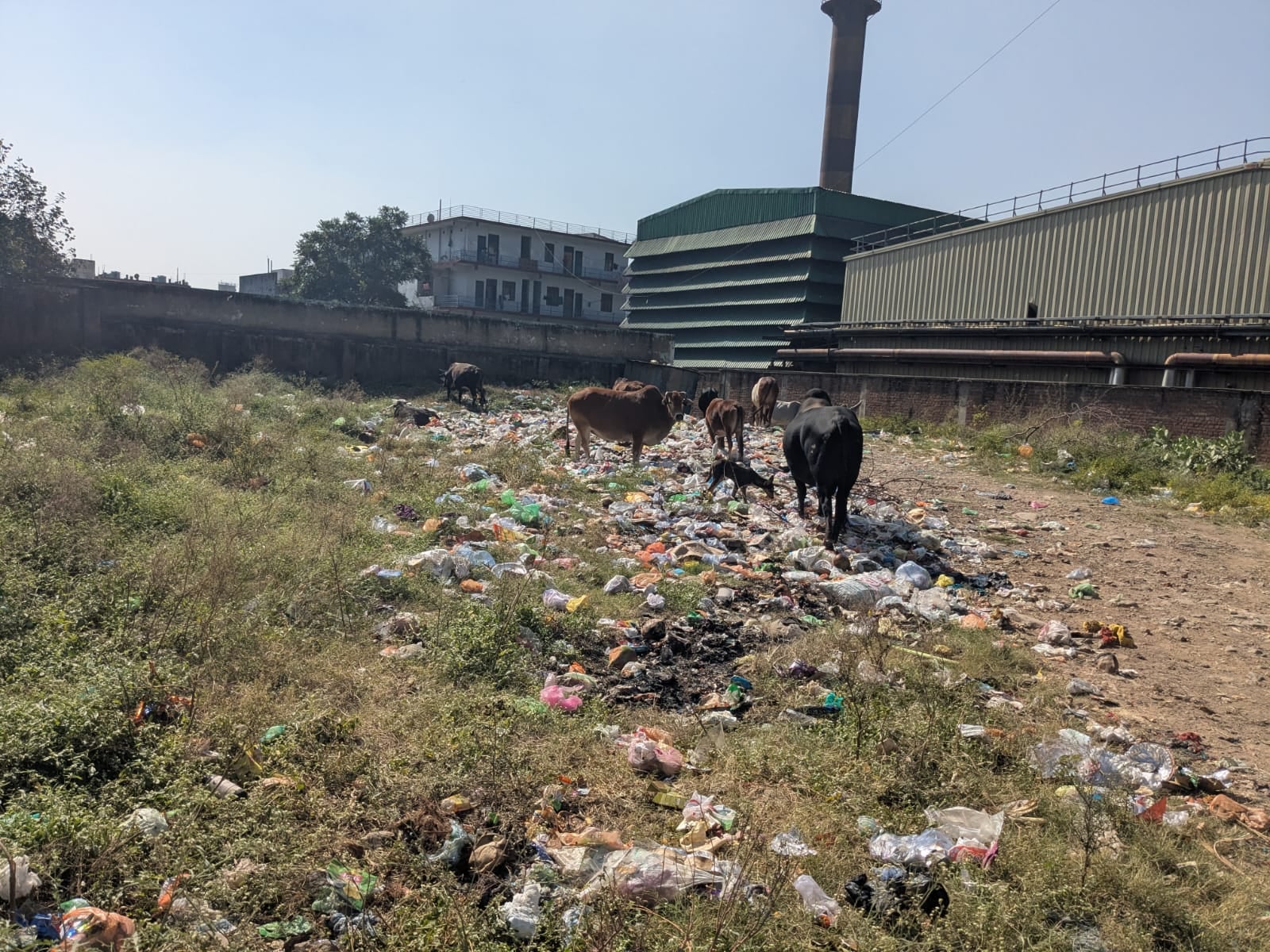 बद्दी के हिमुडा कालोनी के फेस चार में बिल्डिंग की दीवारों पर उगी घास- संवाद। बद्दी के हिमुडा कालोनी के फेस चार में बिल्डिंग की दीवारों पर उगी घास- संवाद।