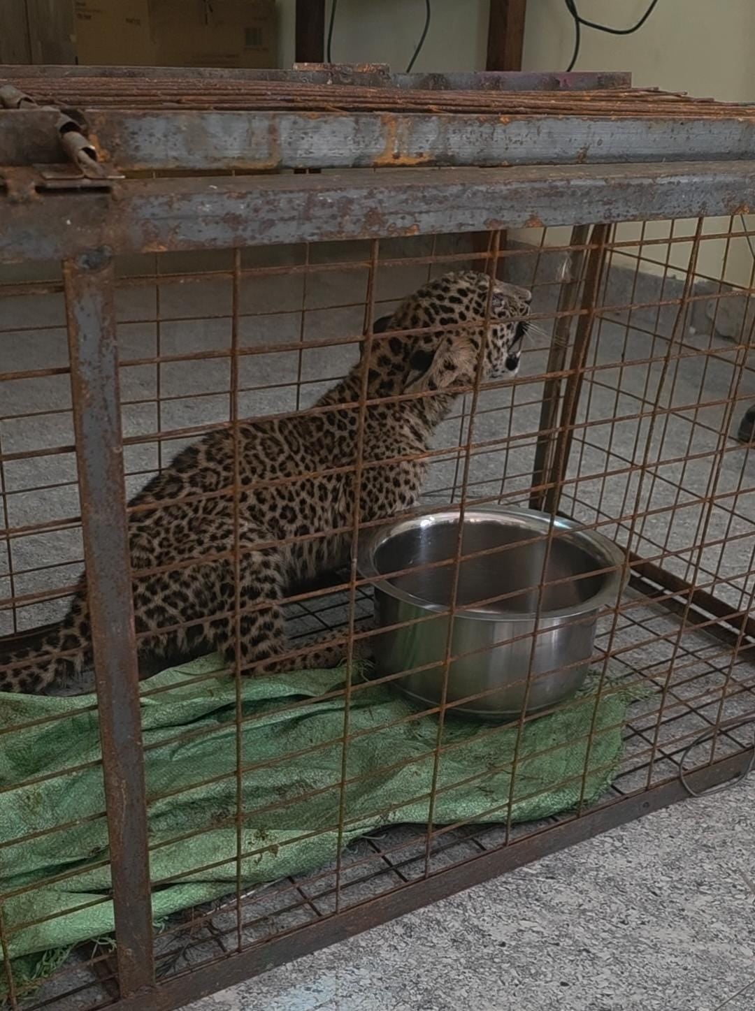 फोटो - 03 निकाला गया अजगर। संवाद फोटो - 03 निकाला गया अजगर। संवाद