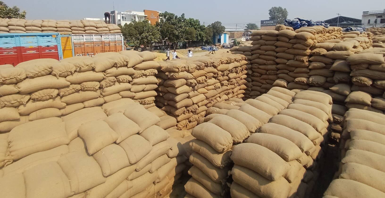 अंबाला छावनी की मोहडा स्थित नई अनाज मंडी परिसर के बाहर धान से लदी खड़ी ट्राली। संवाद