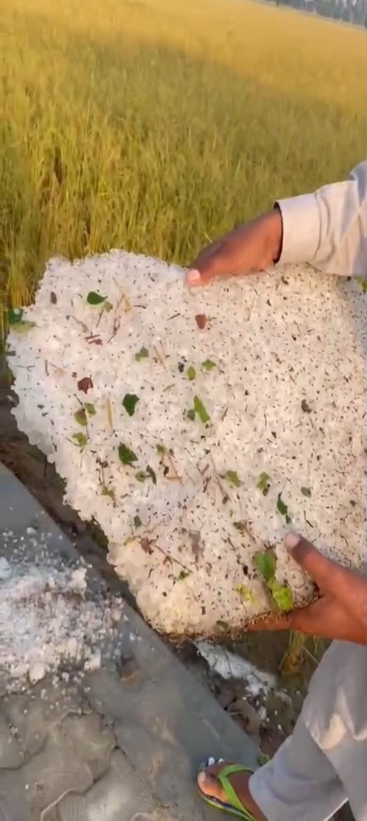 गांव रत्ताखेड़ा में बारिश से बिछी धान की पक्की पकाई फसल। स्रोत किसान गांव रत्ताखेड़ा में बारिश से बिछी धान की पक्की पकाई फसल। स्रोत किसान