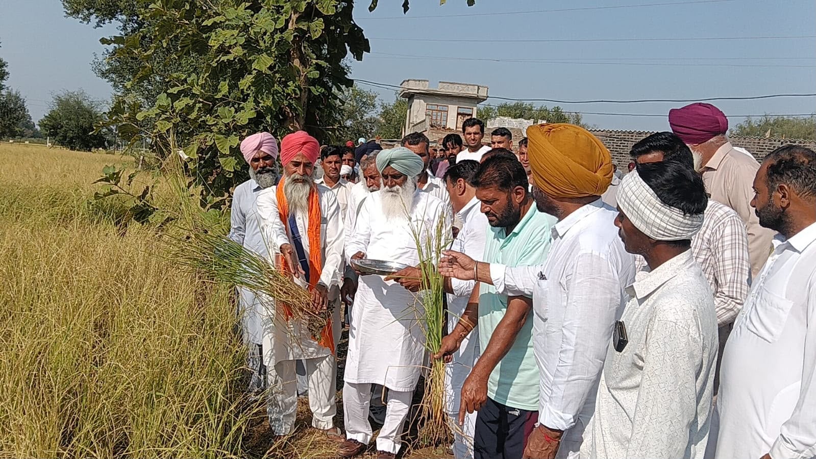 गांव दादुपुर में फसलों में पड़े ओले दिखाता किसान ,स्त्रोत ग्रामीण