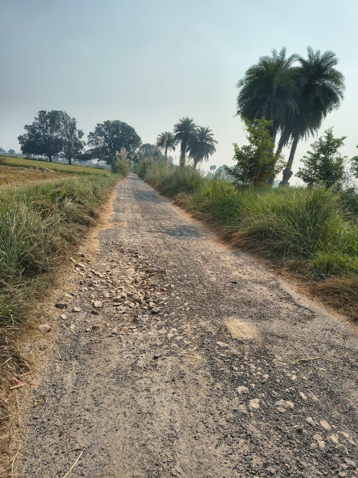 फोटो 21 भटपुरा मार्ग पर गड्ढे। संवाद