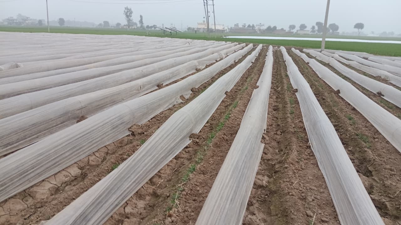फतेहाबाद क्षेत्र में उगाई गई धनियां की फसल। संवाद