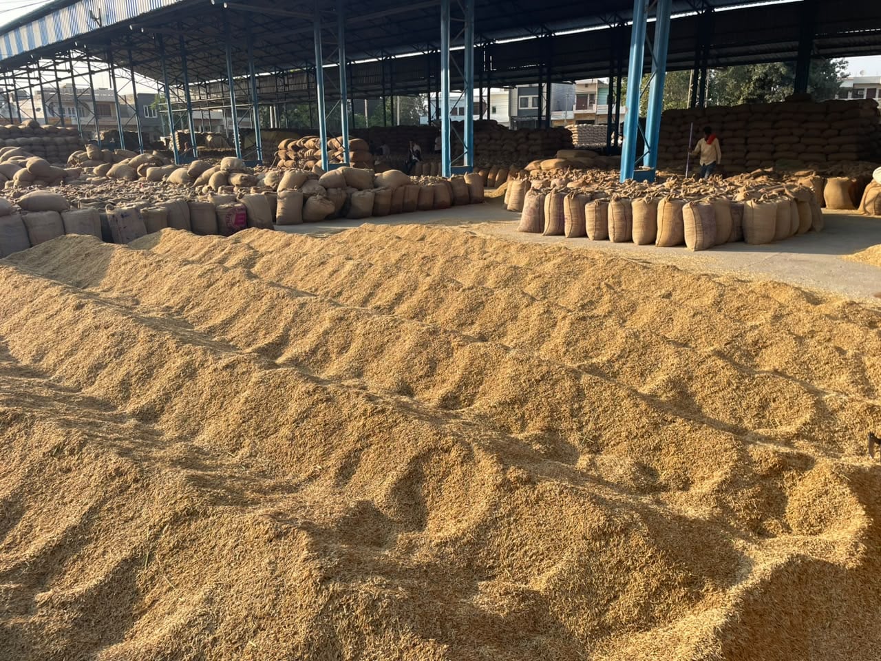 कैथल की नई अनाज मंडी में सूखता बारिश के बाद भीगा धान। संवाद कैथल की नई अनाज मंडी में सूखता बारिश के बाद भीगा धान। संवाद