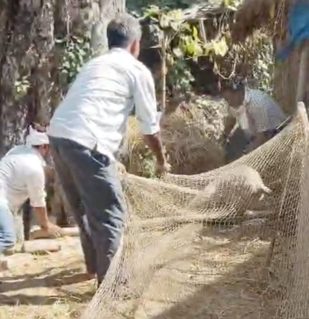 मिठवल ब्लॉक क्षेत्र के हसवापार गांव में हमलावर लंगूर को पकड़ते मंकी कैचर की टीम। संवाद मिठवल ब्लॉक क्षेत्र के हसवापार गांव में हमलावर लंगूर को पकड़ते मंकी कैचर की टीम। संवाद
