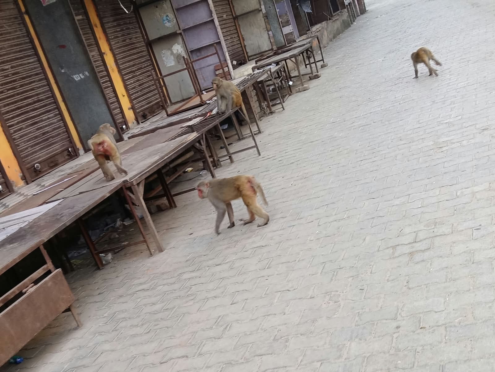 फोटो 14 - कस्बा सिढ़पुरा में एक घर की दीवार पर बैठा बंदरों का झुंड। संवाद फोटो 14 - कस्बा सिढ़पुरा में एक घर की दीवार पर बैठा बंदरों का झुंड। संवाद
