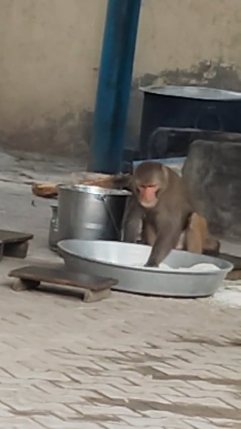 फतेहाबाद। शहर के राजकीय माध्यमिक विद्यालय में बच्चाें का मिड डे मिल वाला राशन खाते बंदर। स्कूल फतेहाबाद। शहर के राजकीय माध्यमिक विद्यालय में बच्चाें का मिड डे मिल वाला राशन खाते बंदर। स्कूल