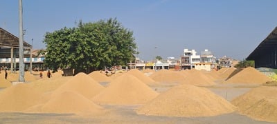 अनाज मंडी में लगी पीआर धान की ढेरियां। स्रोेत : किसान अनाज मंडी में लगी पीआर धान की ढेरियां। स्रोेत : किसान