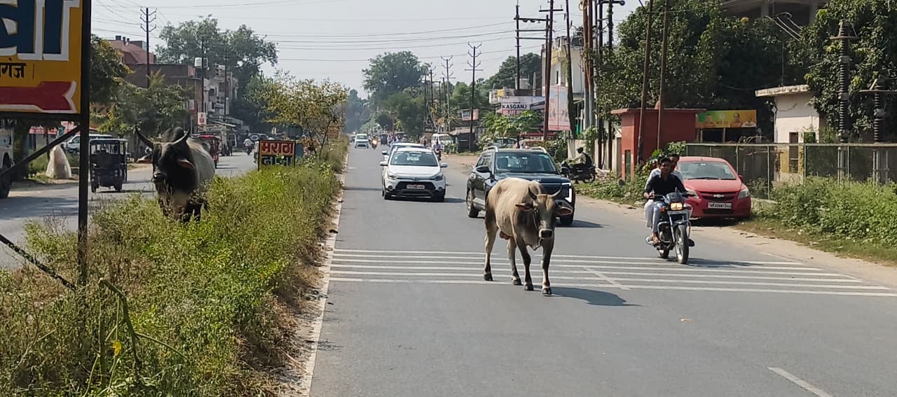 फोटो 22 पड़ताल। कासगंज में  रेल वे स्टेशन के निकट प टरियों पर विचरण करते निराश्रित गोवंश। संवाद