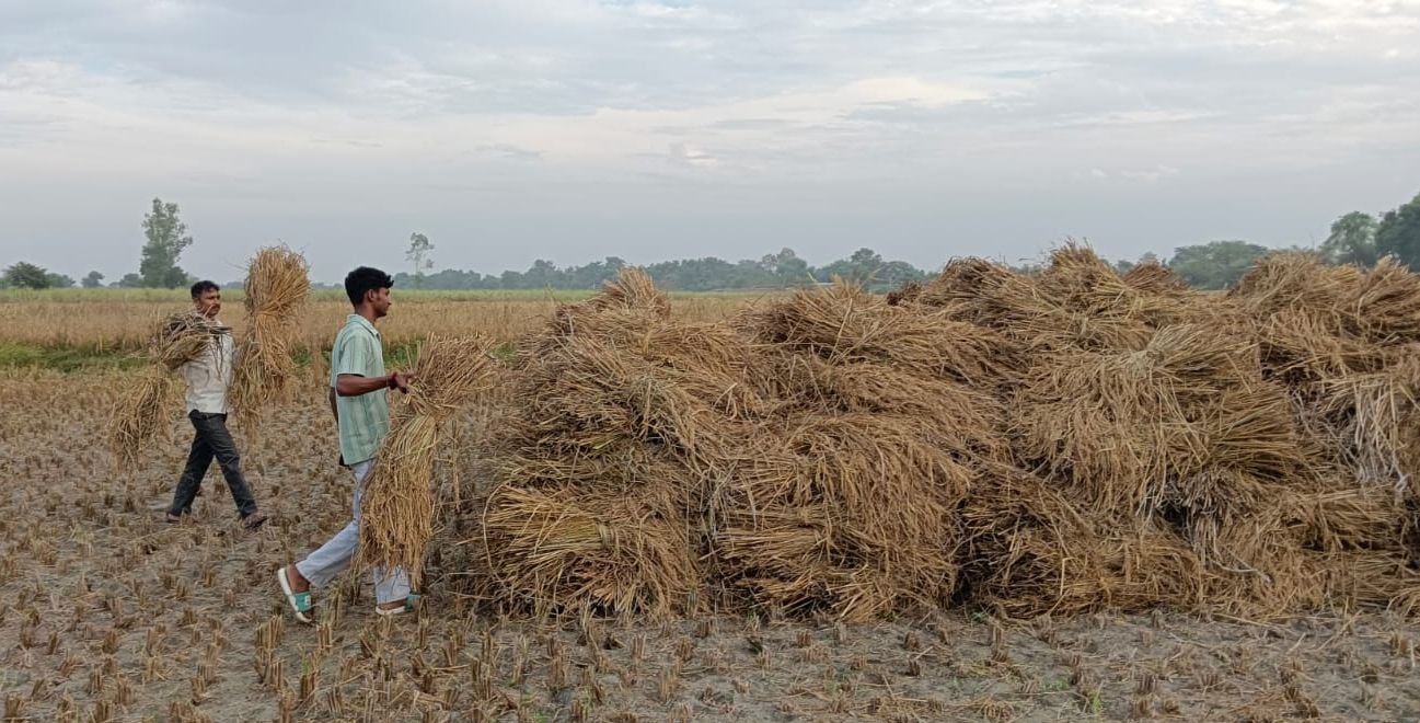 खेताें में फसल समेटते किसान व शहर में छाए रहे बादल। संवाद
