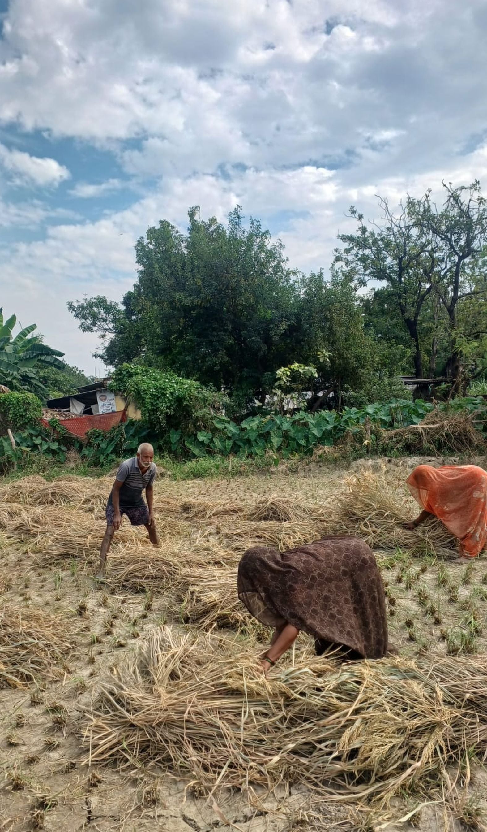 धनपतगंज खरकहिया गांव में कटी धान की फसल को समेटते किसान व आसमान में छाए हल्के बादल और फसल सहेज धनपतगंज खरकहिया गांव में कटी धान की फसल को समेटते किसान व आसमान में छाए हल्के बादल और फसल सहेज