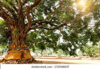 Peepal Tree