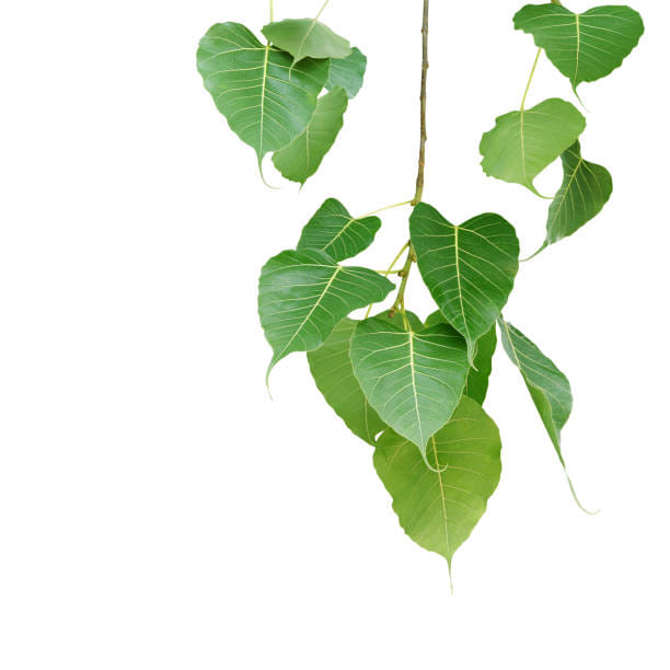 Peepal Leaves