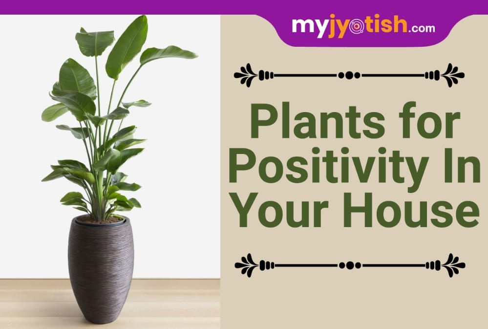 Plants for Positivity