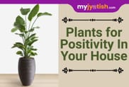 Plants for Positivity