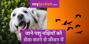 Know what is the benefit of serving animals and birds in life