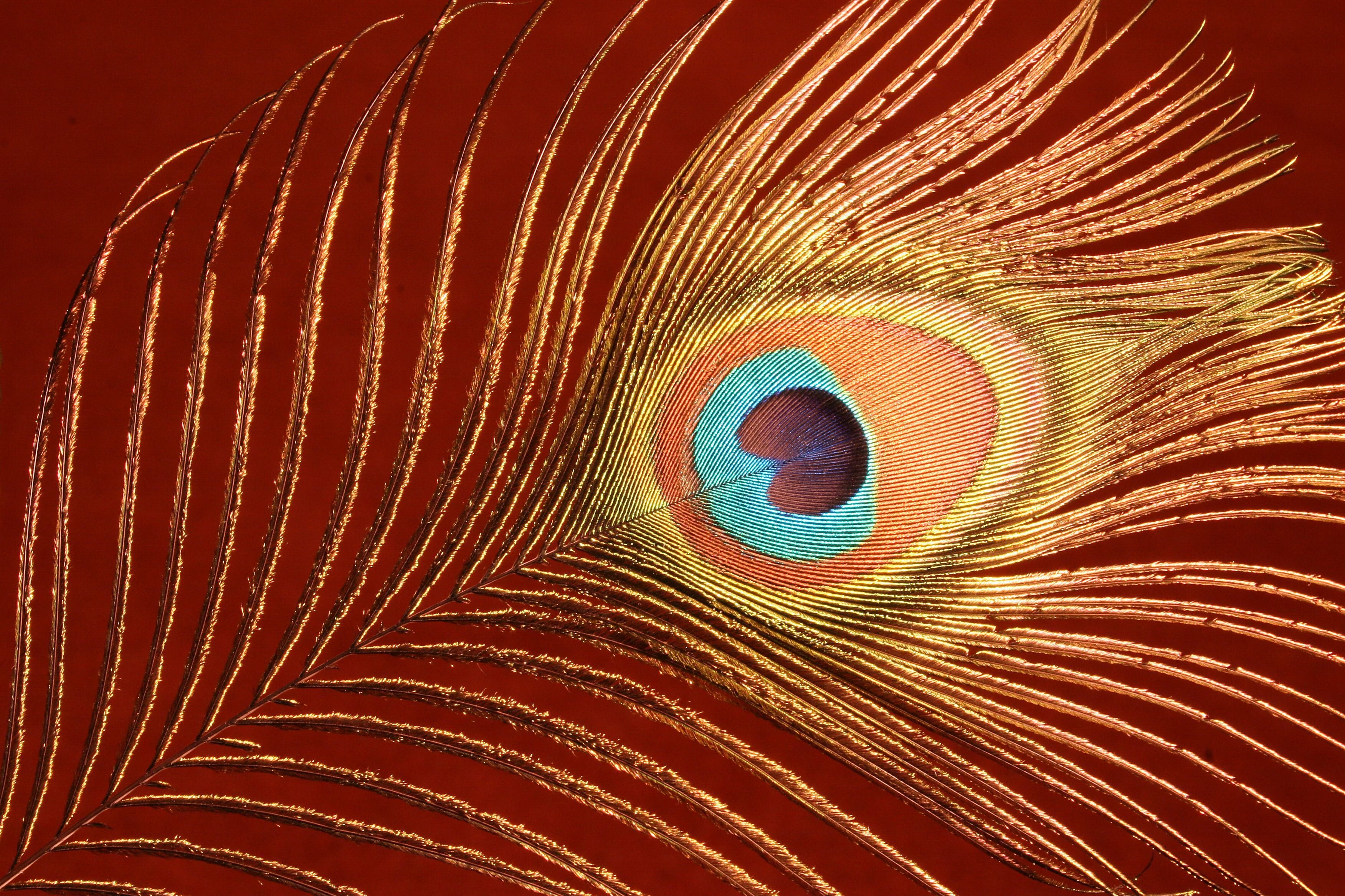 Keeping silver and peacock feathers