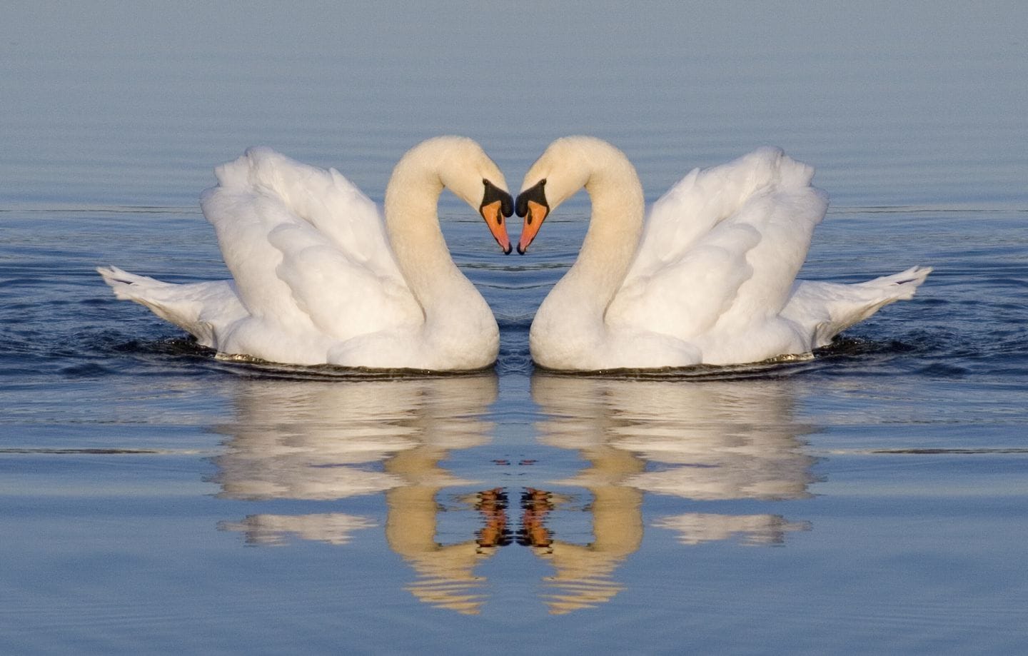 swans