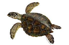 TURTLE