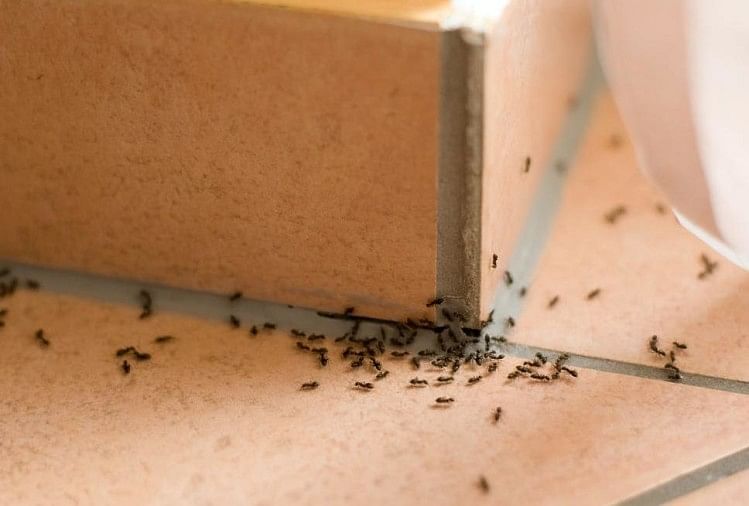 Ants  represent auspicious event