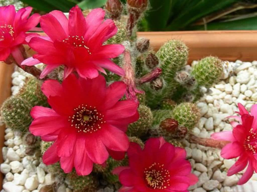 Keep these things away to maintain peace and happiness in the house