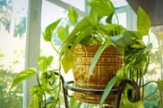 Vastu Tips: Follow these rules while planting money plant at home