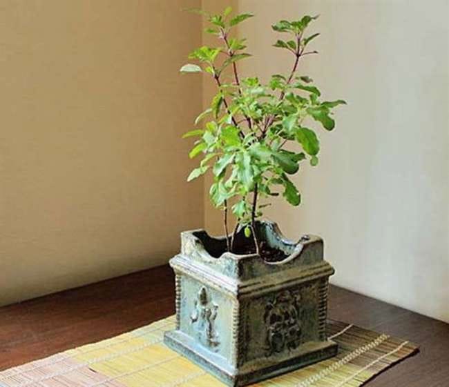 Tulsi is the one stop solution to all your problems related to marriage, child and job.