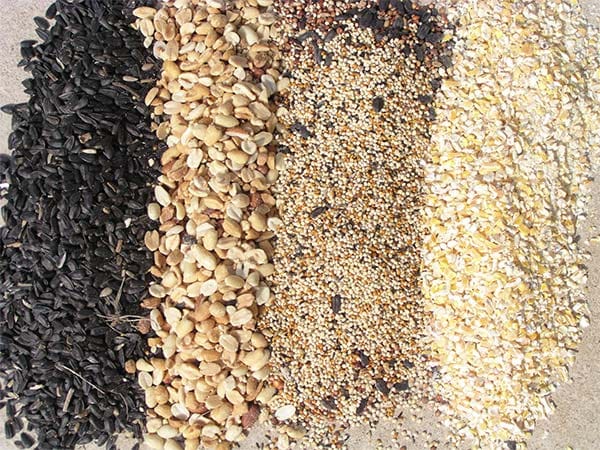 Feed mixed grains to birds