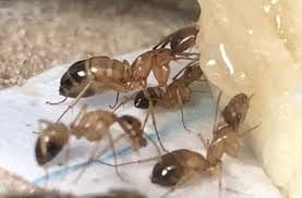 Ant Feeding