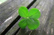 Lucky 4 leaf