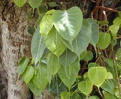 Peepal tree